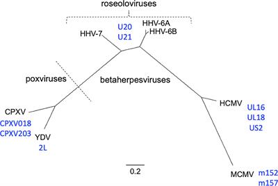 Structural Models for Roseolovirus U20 And U21: Non-Classical MHC-I Like Proteins From HHV-6A, HHV-6B, and HHV-7